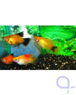 Platy Mix Highfin - 10 x Xiphophorus maculatus