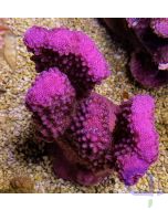 Pocillopora eydouxi