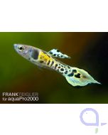 Endler Guppy Tiger -Paar- Poecilia wingei 