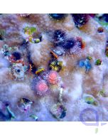 Multicolorstein