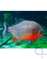 Roter Piranha - Pygocentrus nattereri Aquarium 2