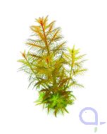 Proserpinaca palustris - Meerjungfrauenpflanze - In-Vitro