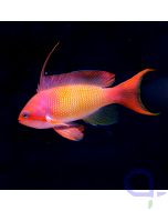 Pseudanthias squamipinnis - Juwelen Fahnenbarsch Männchen