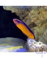 Pseudochromis aldabraensis