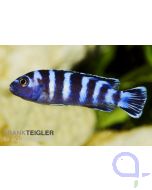 Demasonibuntbarsch - Pseudotropheus demasoni 