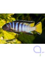 Schmalbarsch - Pseudotropheus elongatus Männchen