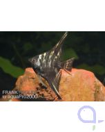 Marmor-Skalar - Pterophyllum scalare