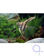 Skalar - Pterophyllum scalare - Naturform - DNZ