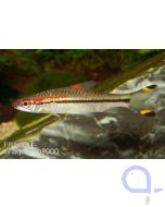 Rotstrichalgenfresser - Denison-Barbe - Puntius denisonii 