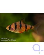 Fünfgürtelbarbe - Puntius pentazona 