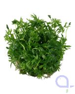 Zartes Lebermoos - Monosolenium tenerum - 1-2-Grow