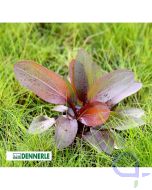 Echinodorus Red Chamäleon - Rote Aquarienpflanze
