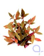 Alternanthera reineckii Red Ruby - Rubinrotes Papageienblatt
