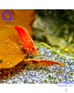 Red Fire Garnele - Neocaridina davidi (