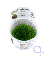 Riccia fluitans - Teichlebermoos -1-2-Grow