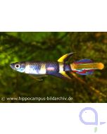 Ringelhechtling - Epiplatys annulatus Männchen