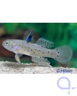 Rittergrundel - Stigmatogobius sadanundio