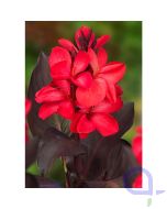 Canna indica - Rot - Rotes indisches Blumenrohr - XL 18x18 cm 