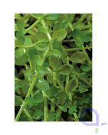 Rotala rotundifolia green - Grüne Rotala - Sauerstoffpflanze
