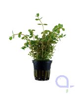 Rotala rotundifolia - Rundblättrige Rotala