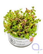 Rotala rotundifolia 'Blood Red' - Blutrote Rotala -1-2 Grow