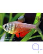 Roter von Rio - Hyphessobrycon flammeus