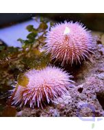 Salmacis sp. - Pink Lady Seeigel