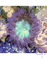 Phymanthus buitendijki - Buitendijks Sandanemone S
