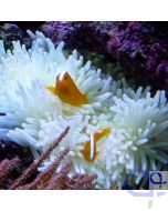 Amphiprion sandaracinos - Oranger Weißrücken-Anemonenfisch