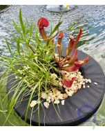 Pflanzinsel mit Sarracenia - Fleischfressende Schlauchpflanze