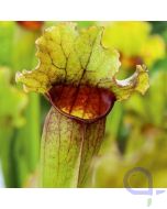 Sarracenia leucophylla - Fleischfressende Schlauchpflanze