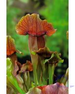 Sarracenia maroon - Fleischfressende Schlauchpflanze