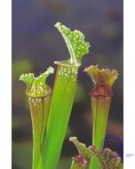 Sarracenia stevensii - Fleischfressende Schlauchpflanze