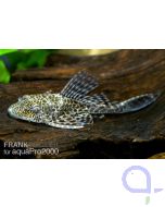 Saugwels Saugmaulwels Plecostomus - Hypostomus plecostomus - Liposarcus pardalis