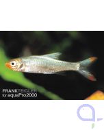 Glühköpfchen - Nacktlaube (Naked Rasbora) - Sawbwa resplendens