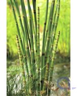 Equisetum japonica - Japanischer Schachtelhalm - Winterschachtelhalm