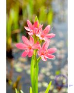 Schizostylis coccinea - Sumpfgladiole - Roter Sumpfspaltgriffel