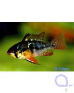 Schmetterlingsbuntbarsch schwarz - Mikrogeophagus ramirezi