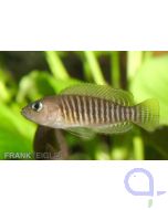 Schneckenbuntbarsch - Neolamprologus multifasciatus