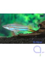 Schwertträger Grün - Xiphophorus helleri