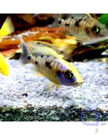 Sciaenochromis ahli multicolor DNZ - Azurcichlide 2