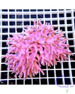 Seriatopora caliendrum Pink XL #37