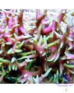 Seriatopora hystrix grün pink - Ableger