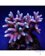 Seriatopora caliendrum Pink - Ableger