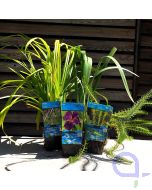 Pflanzen Set - Iris