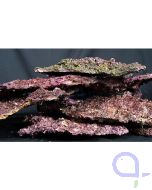 Real Reef Rock - Shelf Rock Platten (kg)