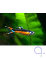 Endler Guppy - Poecilia wingei - Santa Maria Bleeding Heart