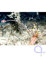 Dunckerocampus dactyliophorus - Zebra - Seenadel