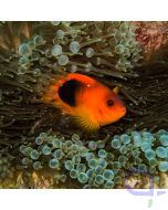 Amphiprion ephippium - Glühkohlen-Anemonenfisch