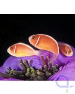 Amphiprion perideraion - Halsband-Anemonenfisch